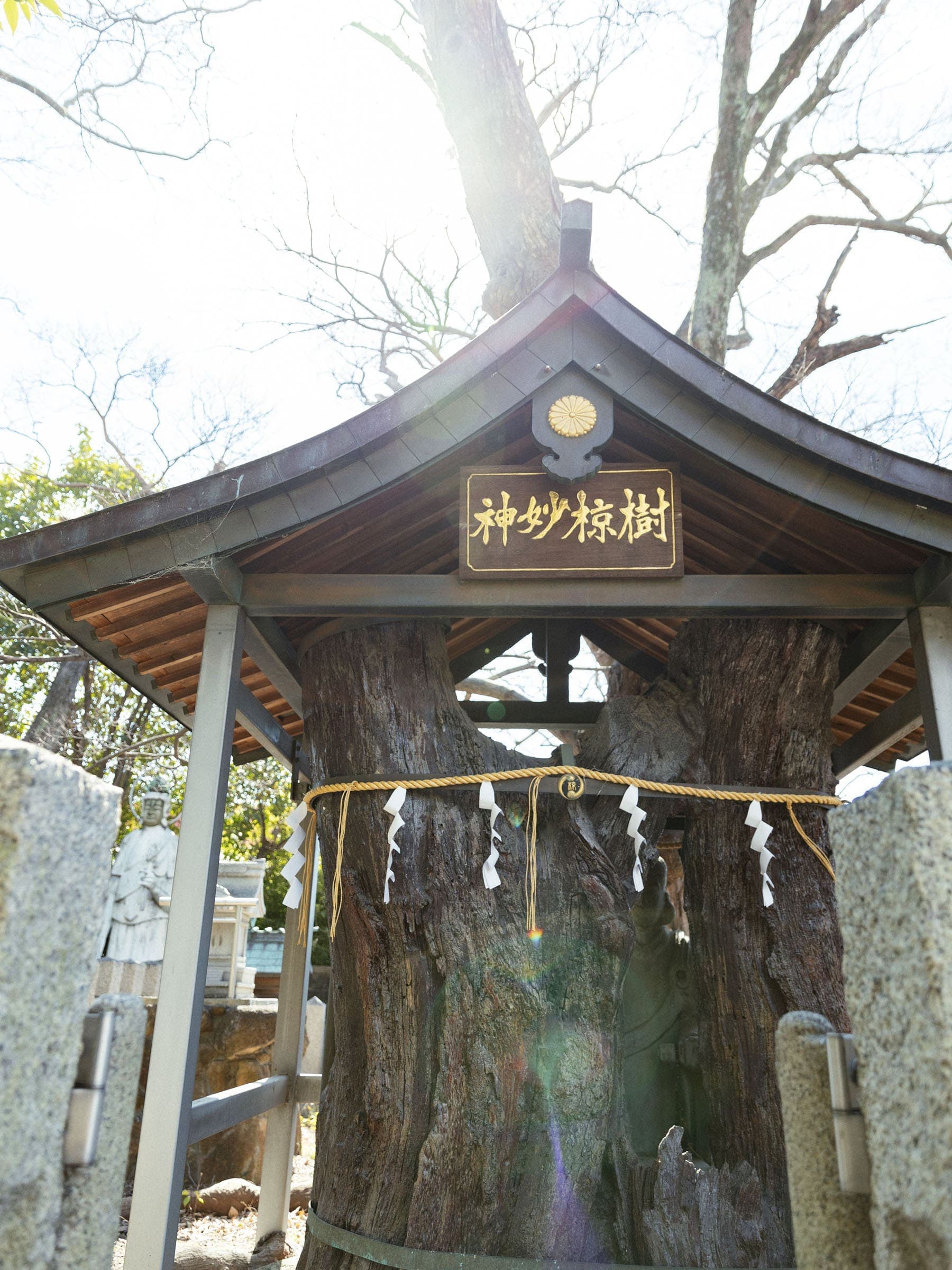 神妙椋樹（しんみょうりょうじゅ）